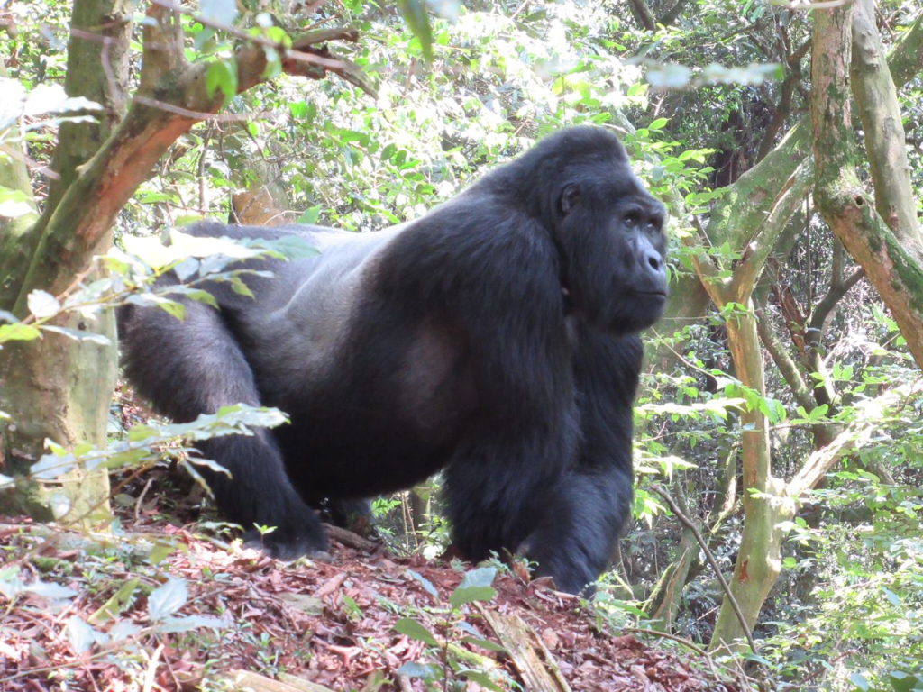 Uganda Safari Adventures: Gorilla Tracking and Rainforest Wonders: