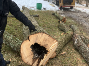 Comprehensive Tree Care Services in Trainer