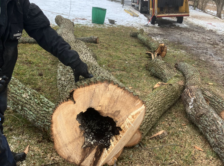 Tree Care Services